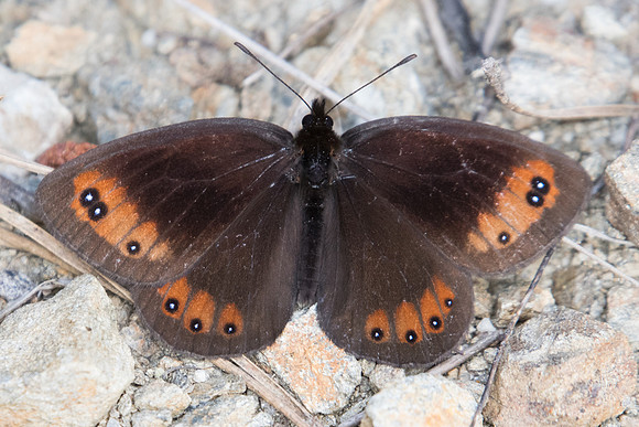 Erebia meolans ♂-3531 - Llo - 18/07/23
