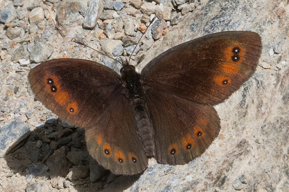 Erebia meolans - 2291 - Nohedes - 16/07/23