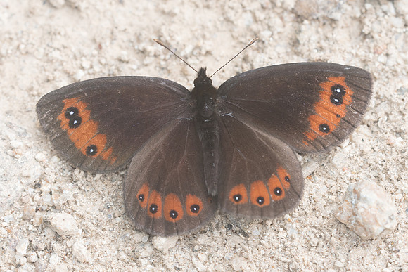 Erebia meolans - 6401 - Col de sansa (Real) - 21/07/23