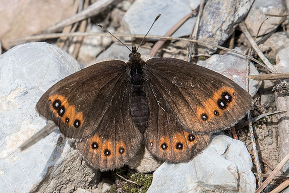 Erebia meolans - 8825 - Argentière la Bessée - 29/06/21