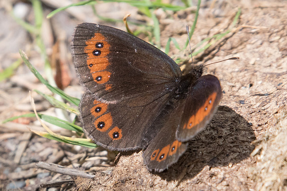 Erebia meolans - 6955 - Err (Puigmal) - 22/07/23
