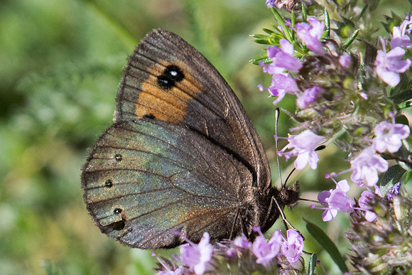 Erebia meolans - 4029 - Llo 18/07/23
