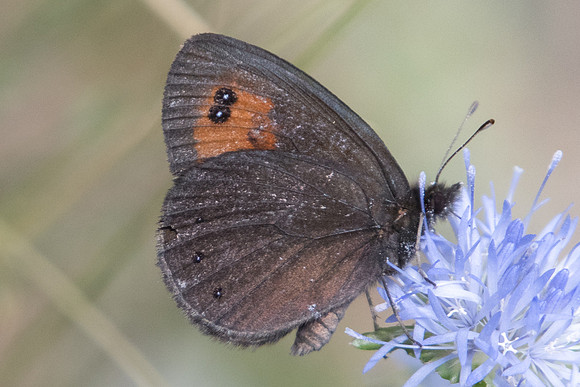 Erebia meolans - 6947 - Err (Puigmal) - 22/07/23