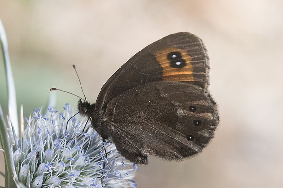 Erebia meolans-6026 - Llo - 20/07/23