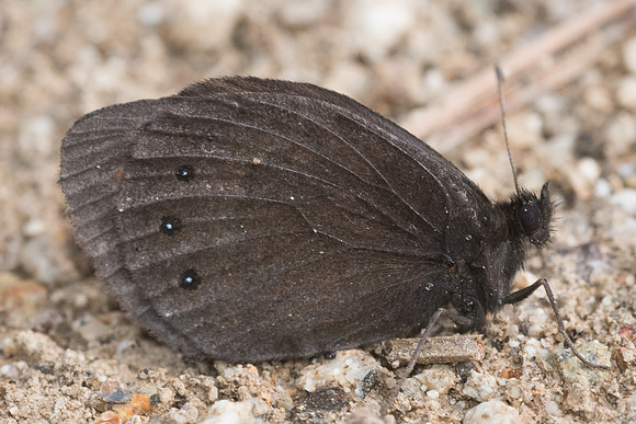 Erebia meolans-6267 - Col de sansa (Real) - 21/07/23