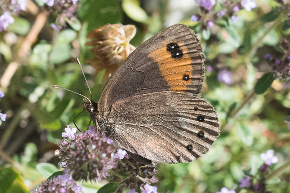 Erebia meolans-6086 - Llo - 20/07/23