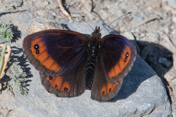 Erebia montana-5863 - Termignon - 15/07/22