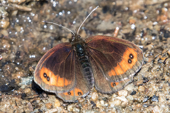 Erebia montana-6932 - Termignon - 15/07/22