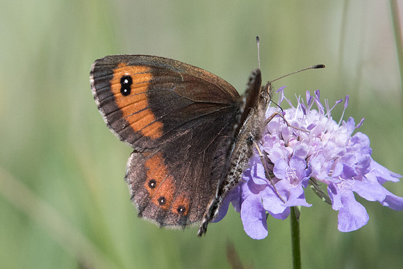 Erebia montana-1922 - Cervieres - 18/07/22