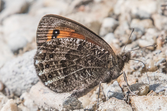 Erebia montana-3103 - Puy St André - 19/07/22