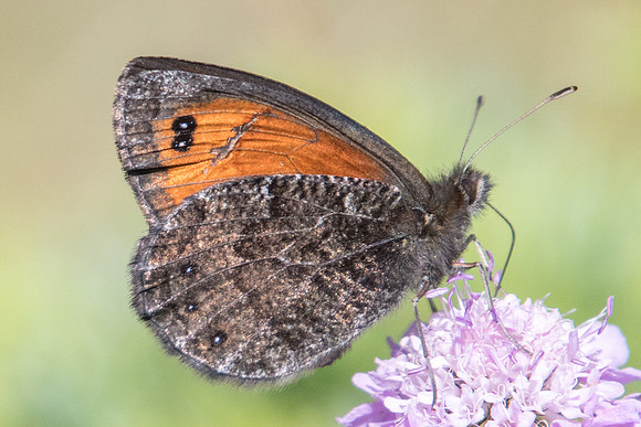 Erebia montana-5770 - Col de l'Izoard - 22/07/22