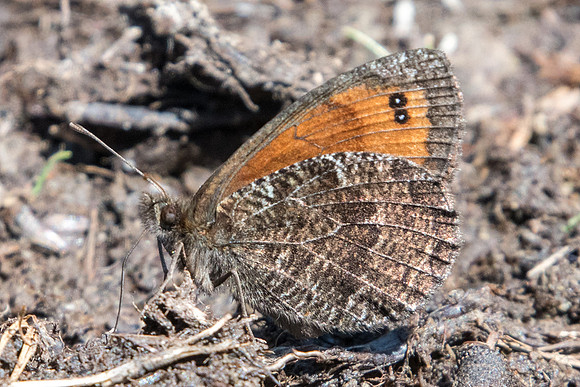 Erebia montana-5637 - Nevache - 21/07/22
