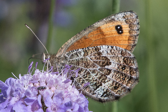 Erebia montana ♀-1931 - Cervieres - 18/07/22