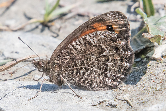 Erebia montana-2213 - Cervieres - 18/07/22