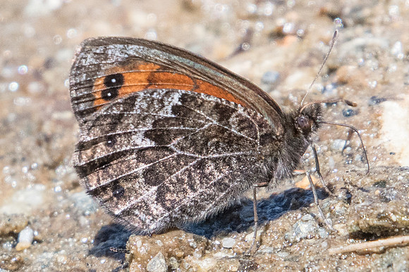 Erebia montana ♀-6887 - Termignon - 15/07/22