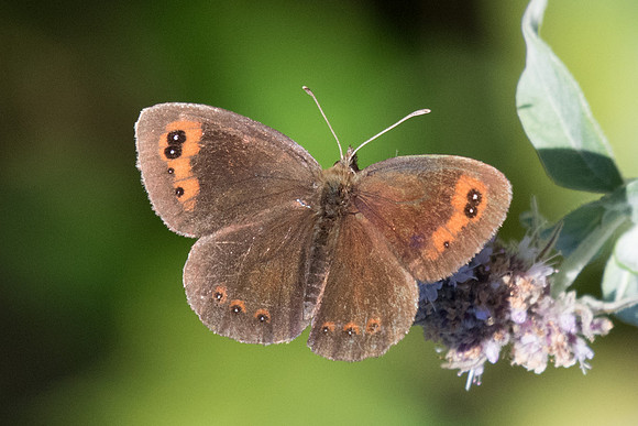 Erebia neoridas (Moiré automnal) -7715 - Tende - 13/09/20