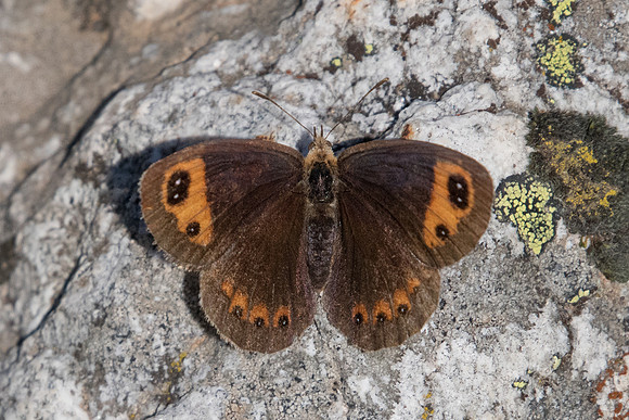 Erebia neoridas-7746 -Tende Casterino (1600m) - 13/09/20
