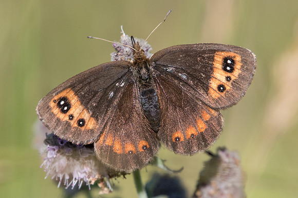 Erebia neoridas-782 - Tende - 13/09/20
