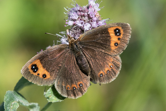 Erebia neoridas-7830 - Tende - 13/09/20