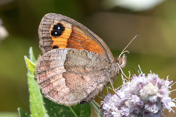 Erebia neoridas-8142 - Tende 13/09/20