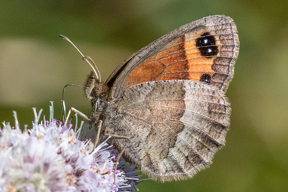 Erebia neoridas-8133 - Tende 13/09/20