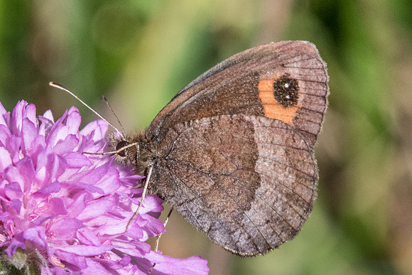 Erebia neoridas-7903 - Casterino Tende - 13/09/20