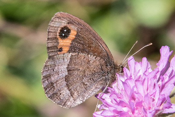 Erebia neoridas-7899 - Tende 13/09/20