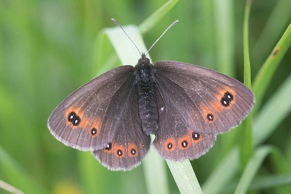 Erebia oeme-4815 - Bolquere -18/07/23