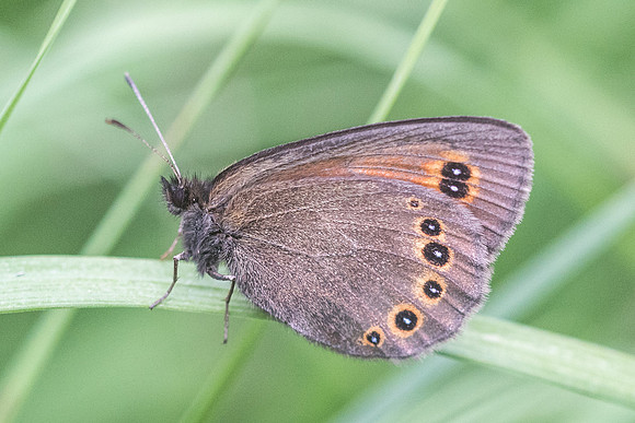 Erebia oeme-4780 -  Bolquere -18/07/23