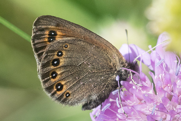 Erebia oeme-6510 -  Col de sansa (Real) - 21/07/23