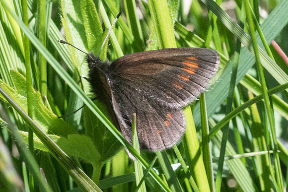Erebia pharte-2075 - Nevache - 2/07/21