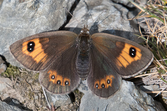Erebia rondoui-6718 - Err (Puigmal) - 22/07/23