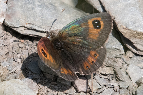 Erebia rondoui-6681 - Err (Puigmal) - 22/07/23
