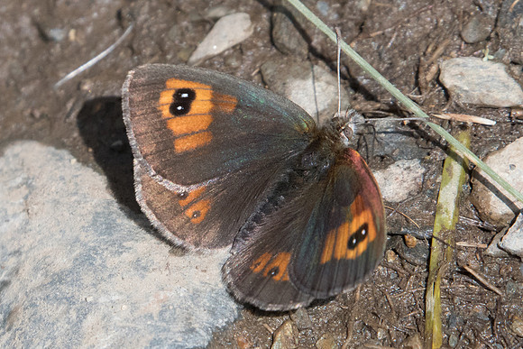 Erebia rondoui-5528- Err (Puigmal) - 19/07/23