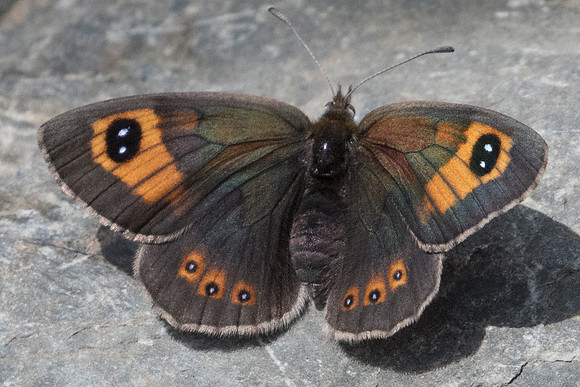 Erebia rondoui-6711 - Err (Puigmal) - 22/07/23