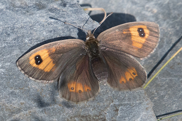 Erebia rondoui-6727 - Err (Puigmal) - 22/07/23