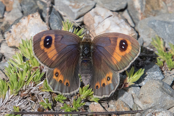 Erebia rondoui-6780 - Err (Puigmal) - 22/07/23
