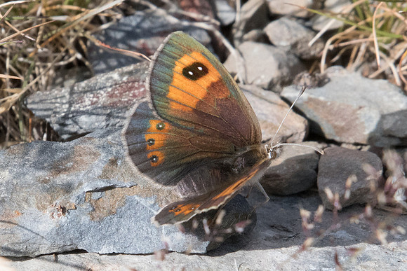 Erebia rondoui-5153 - Err (Puigmal) - 19/07/23