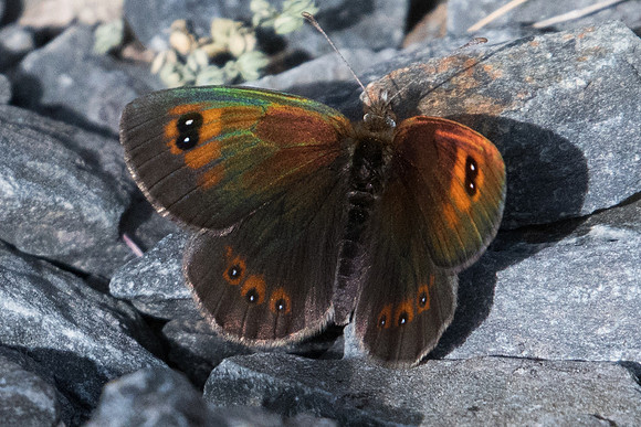 Erebia rondoui-5099 - Err (Puigmal) - 19/07/23