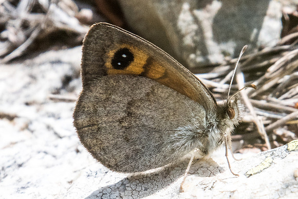 Erebia rondoui-5245 - Err (Puigmal) - 19/07/23