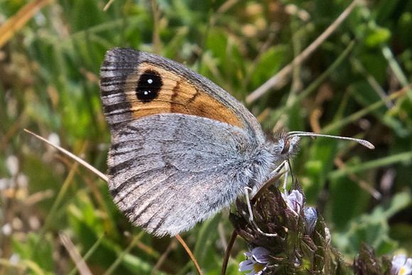 Erebia rondoui-5407 - Err (Puigmal) - 19/07/23