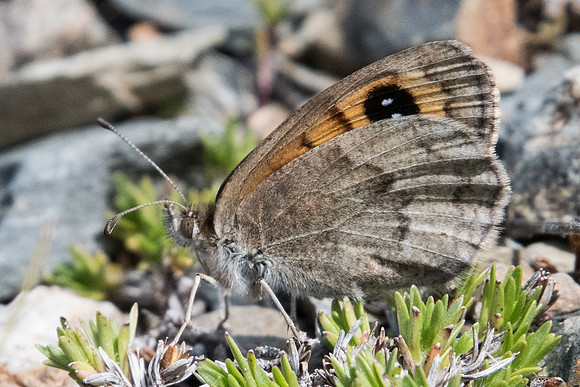 Erebia rondoui-6781 - Err (Puigmal) - 22/07/23