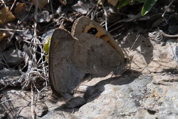 Erebia rondoui-5387- Err (Puigmal) - 19/07/23