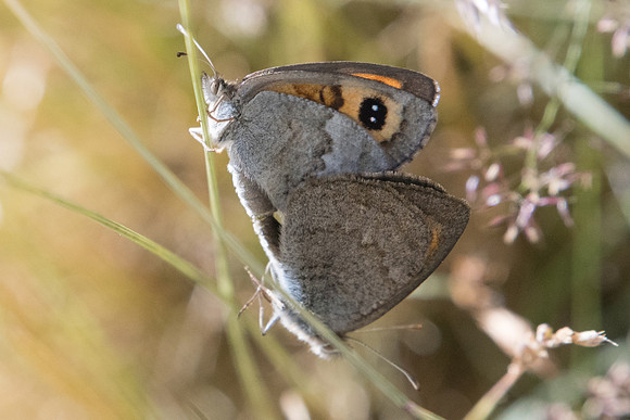 Erebia rondoui-5445- Err (Puigmal) - 19/07/23