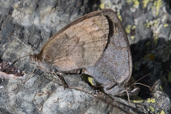 Erebia rondoui-5375 - Err (Puigmal) - 22/07/23