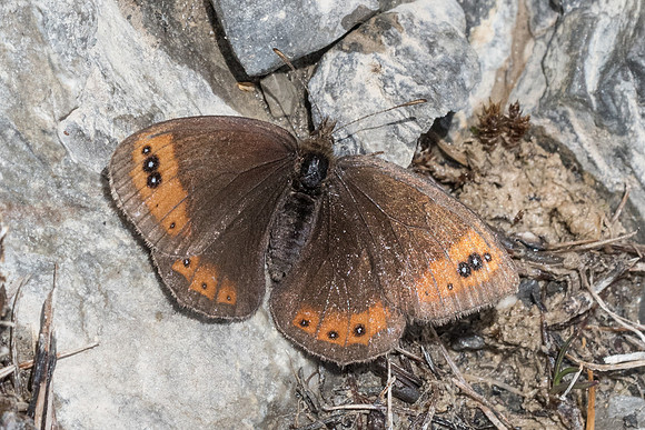 Erebia triaria-7268 - Col de la Cayolle - 28/06/21