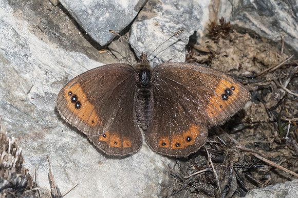 Erebia triaria-7267 - Col de la Cayolle - 28/06/21