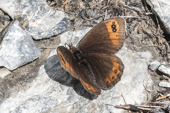 Erebia triaria-7261 - Col de la Cayolle - 28/06/21