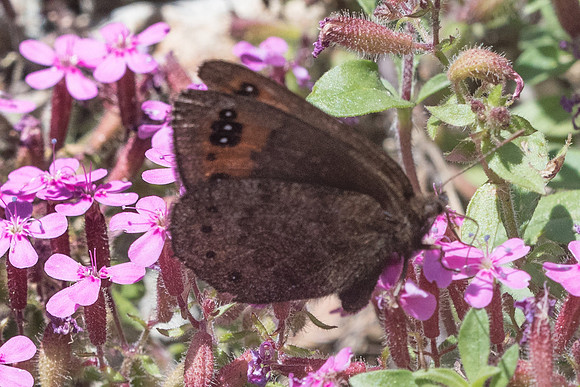 Erebia triaria-5107 - Isola 2000 - 26/06/21