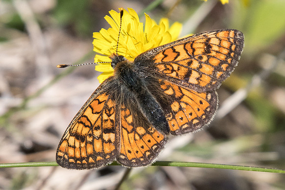 Euphydryas aurinia aurinia - 2670 - Barjols - 18/04/19